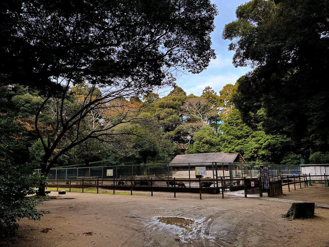 鹿園 Kashima shika!